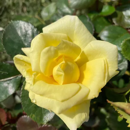 וילה Vila Gradisca *