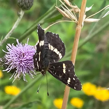 וילה Vila Gradisca *