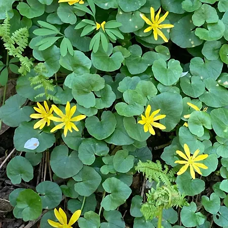 Vila Gradisca וילה *