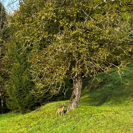 Vila Gradisca וילה