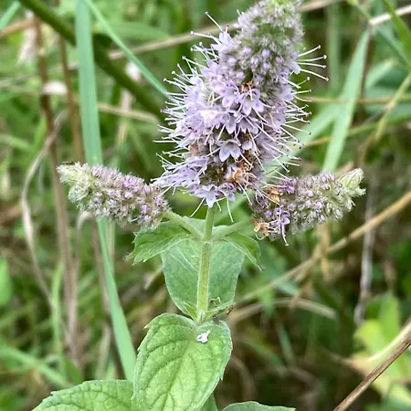 Vila Gradisca ヴィラ Gradišča