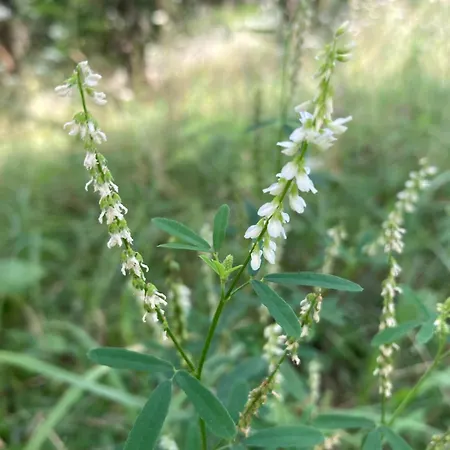 Vila Gradisca ヴィラ *