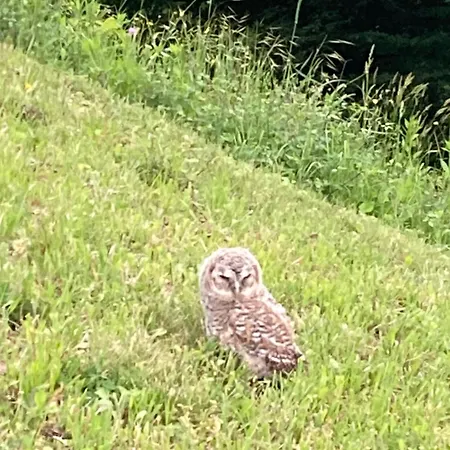 Vila Gradisca ヴィラ *