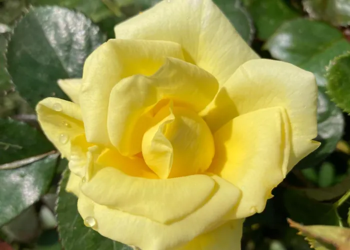 Villa Vila Gradisca *