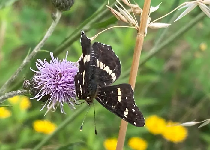 Villa Vila Gradisca *