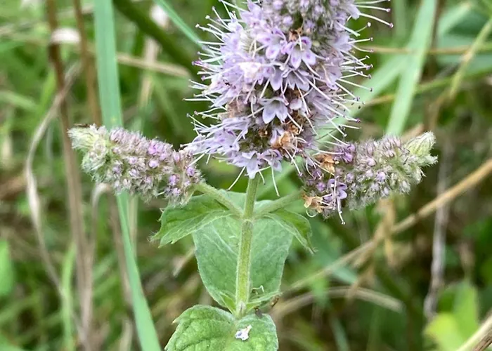 Vila Gradisca Villa Gradisca