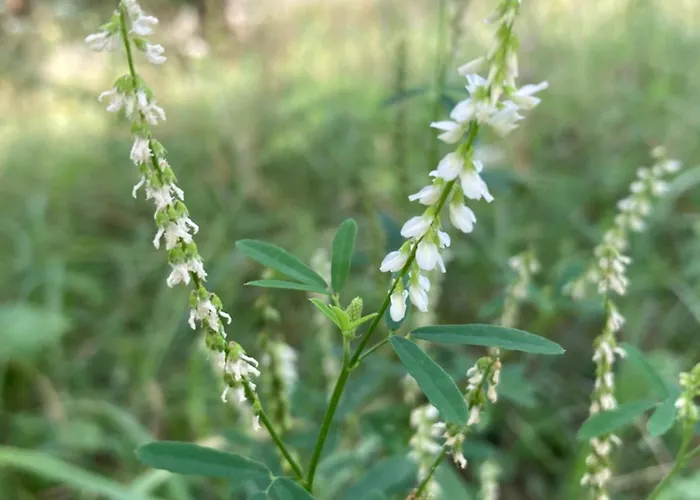 Vila Gradisca Villa *