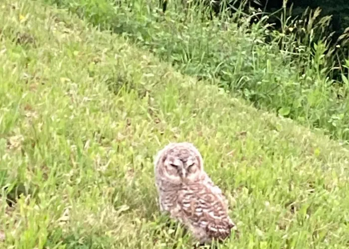 Vila Gradisca Villa *